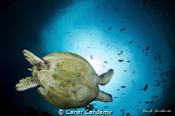 Turtle on deep Blue by Caner Candemir 